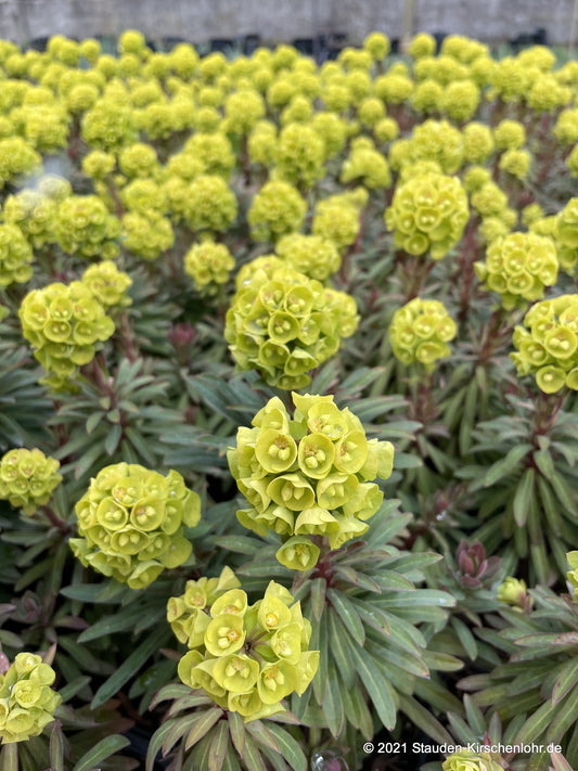 Euphorbia x martinii 'Red Wings' ®