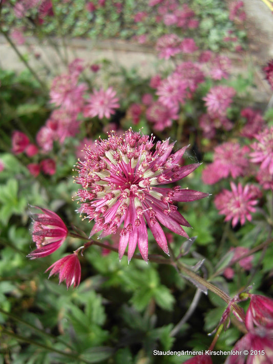 Astrantia major 'Ruby Star' ®