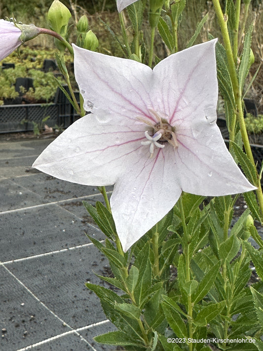 Platycodon grandiflorus 'Fuji Pink'
