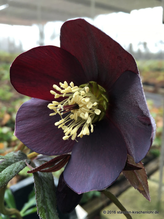Helleborus x hybridus 'Blue Lady' (orientalis)