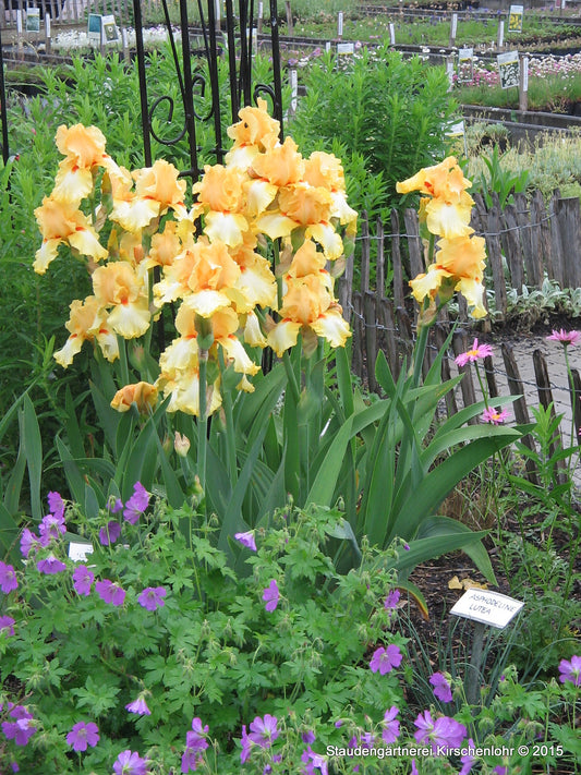 Iris barbata-elatior 'Cityscape'