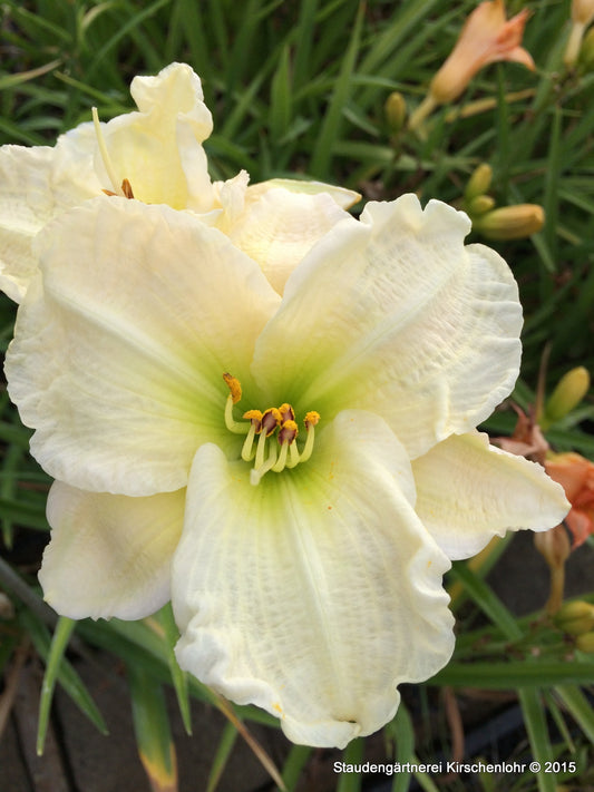 Hemerocallis 'Gentle Shepherd'