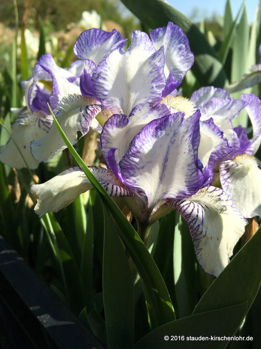 Iris barbata-nana 'Dunlin'