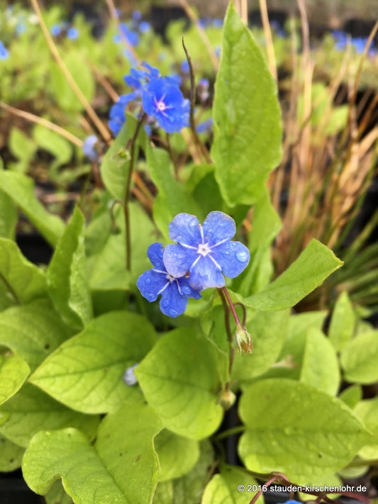 Omphalodes verna