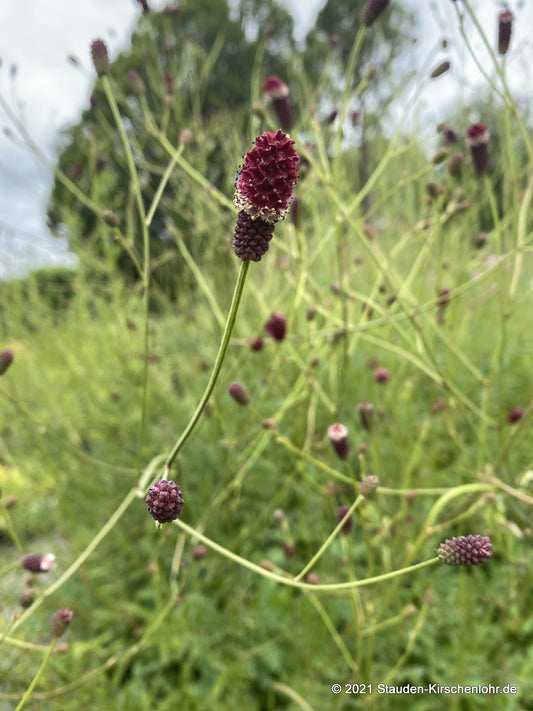 Sanguisorba tenuifolia 'Henk Gerritsen'