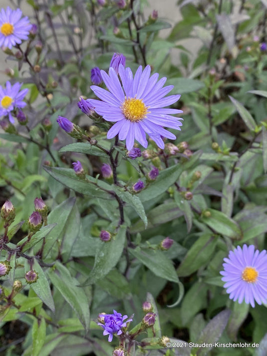 Symphyotrichum 'Calliope'
