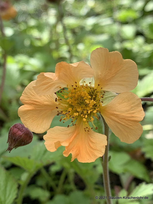 Geum 'Coppertone'