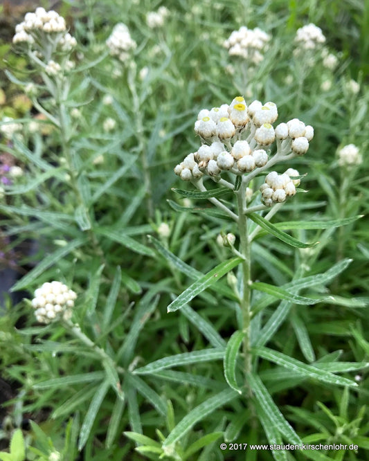 Anaphalis transnokoensis