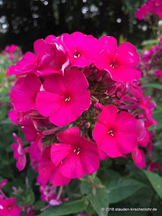 Phlox paniculata 'Kirchenfürst'