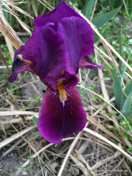Iris barbata-nana 'Jerry Rubin'