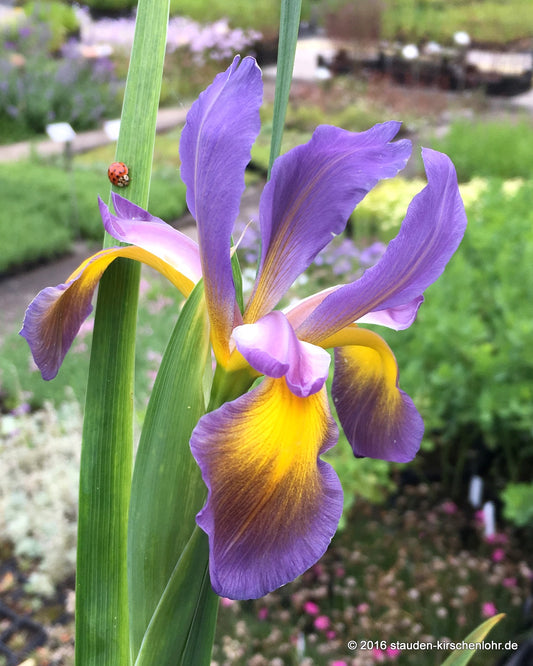 Iris spuria 'Thrush Song'