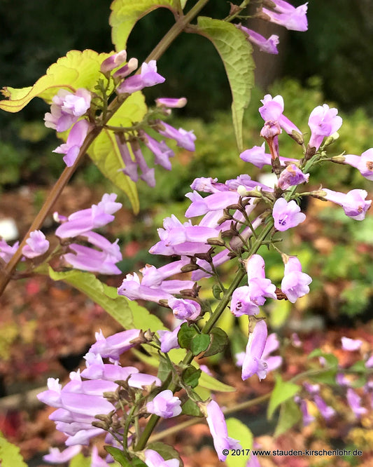 Isodon longitubus 'Momokaze'