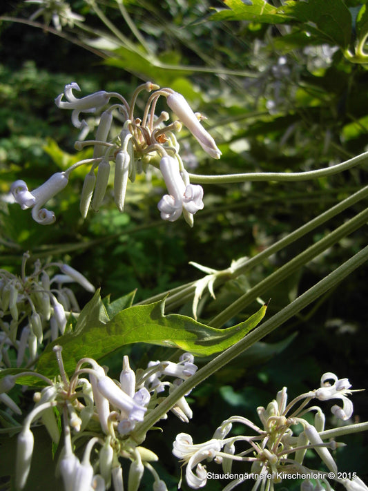 Clematis stans 'Pink Form'