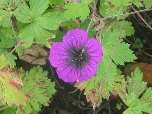 Geranium 'Sandrine' ®
