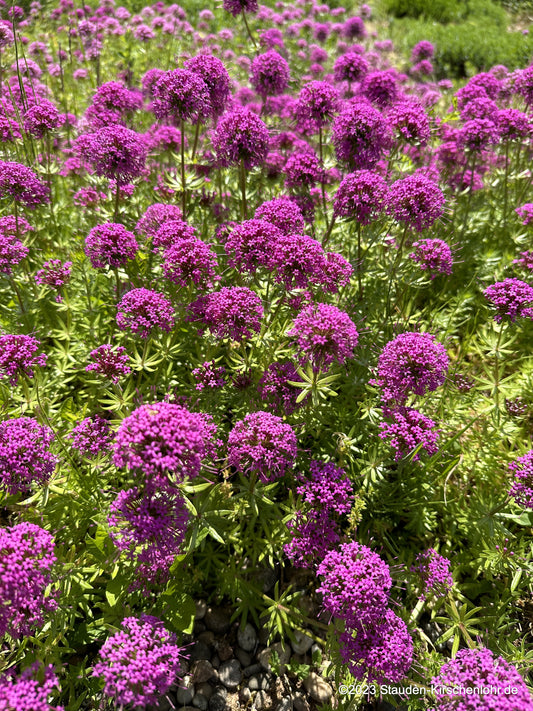 Phuopsis stylosa 'Purpurglut'