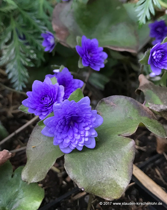 Hepatica nobilis