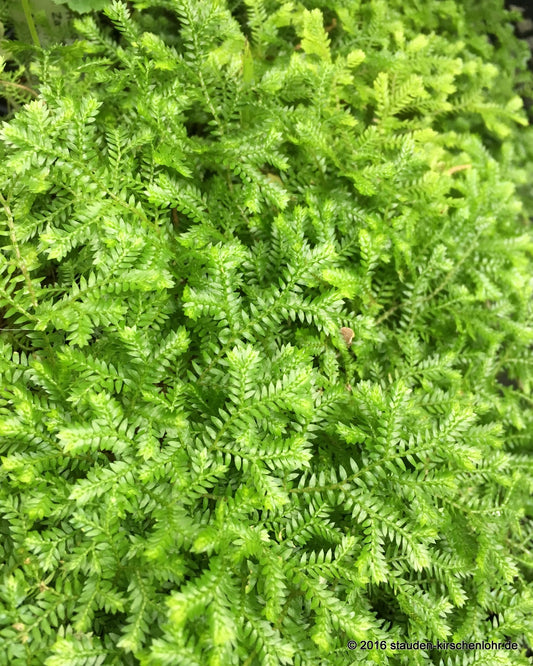 Selaginella kraussiana