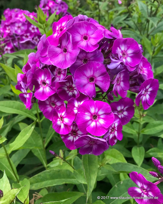 Phlox paniculata 'Uspech'