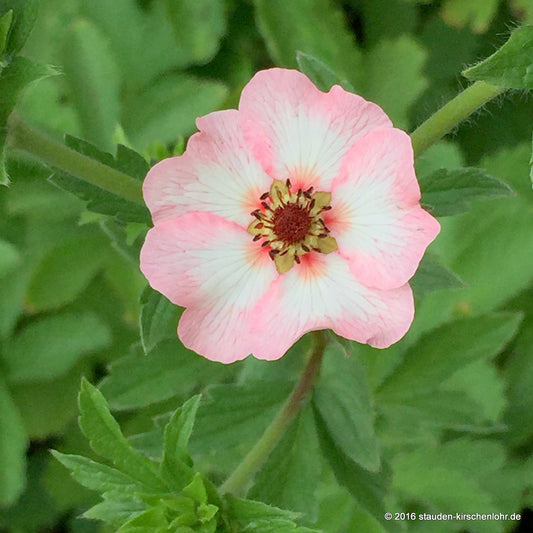 Potentilla 'Hopwoodiana'