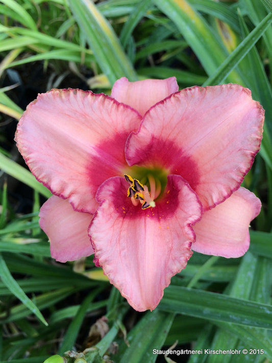 Hemerocallis 'Strawberry Fields Forever'