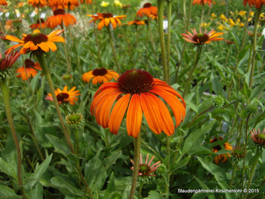 Echinacea 'Tangerine Dream' ®