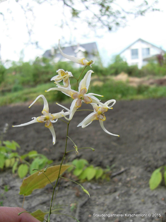 Epimedium acuminatum 'Galaxy'