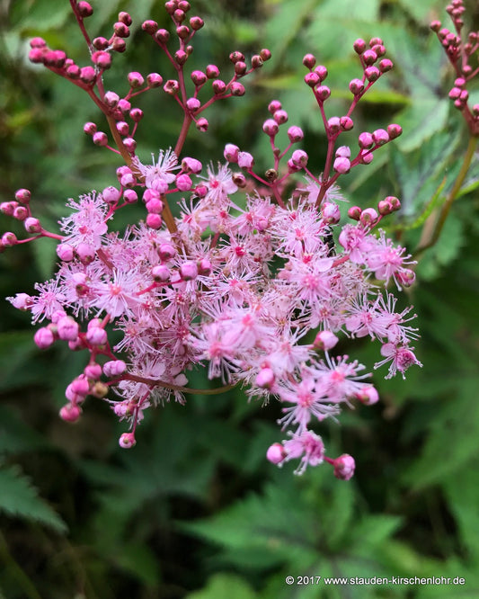 Filipendula 'Red Umbrella' ®