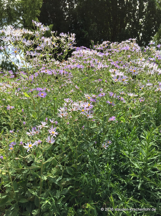 Eurybia x herveyi 'Twilight'