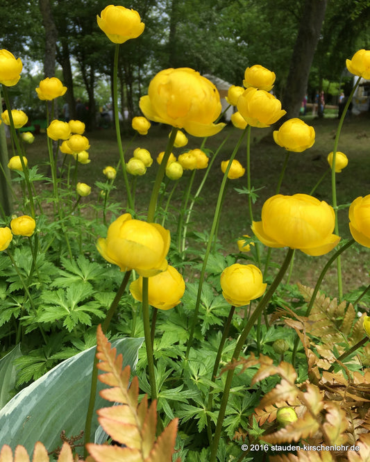 Trollius 'Lemon Queen'