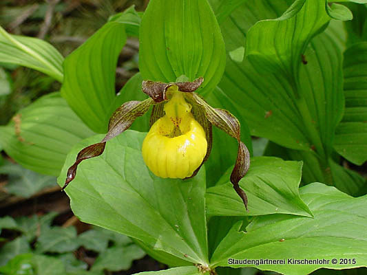 Cypripedium parviflorum var. parviflorum NIS