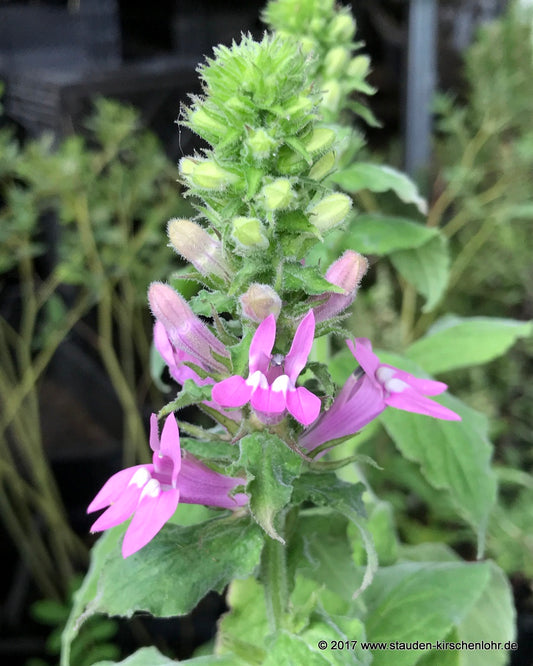 Lobelia x speciosa 'Sylvia'  NIS