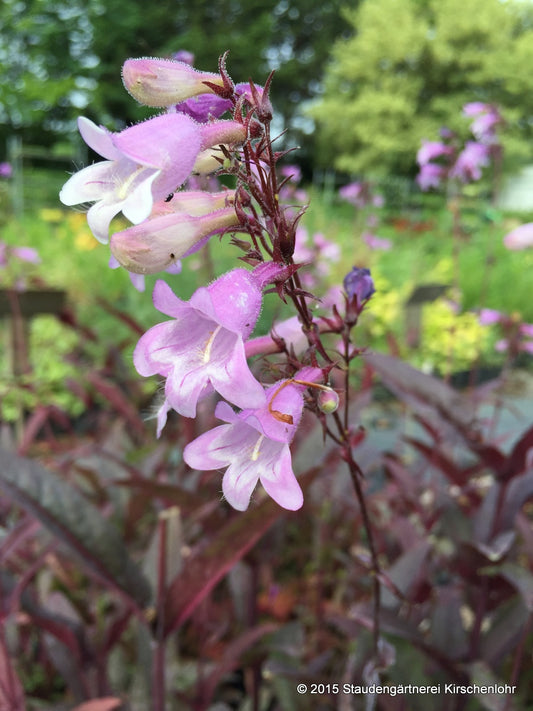 Penstemon digitalis 'Pocahontas' ®
