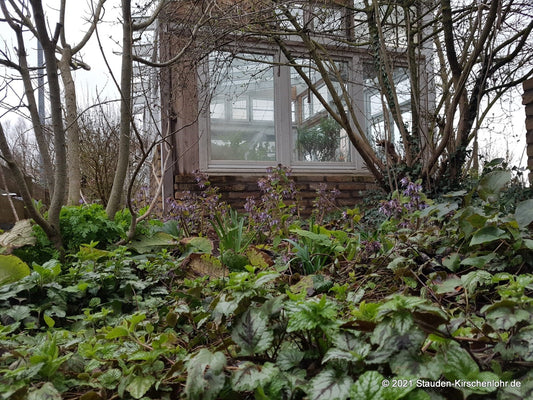 Trachystemon orientalis