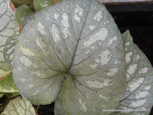Brunnera macrophylla 'Emerald Mist' ®