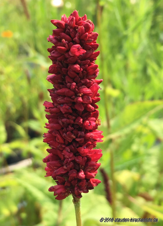 Bistorta amplexicaulis 'Black Adder‘