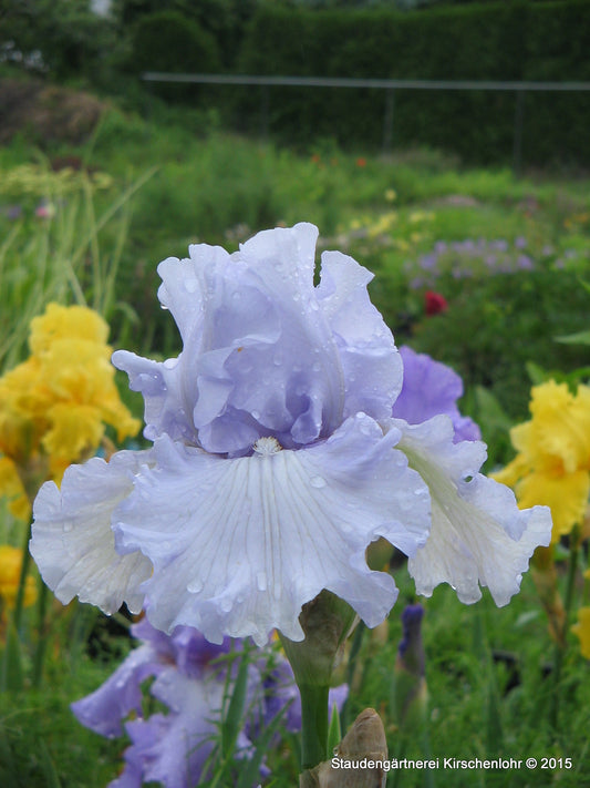 Iris barbata-elatior 'Silverado'