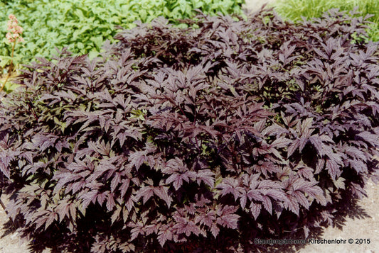 Actaea simplex 'James Compton' (Cimicifuga)