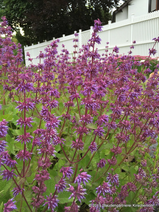 Salvia verticillata 'Endless Love' ®