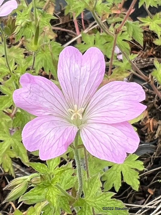 Geranium x oxonianum 'Rebecca Moss'