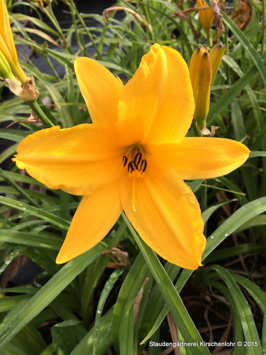 Hemerocallis 'Aten'