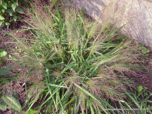 Eragrostis spectabilis