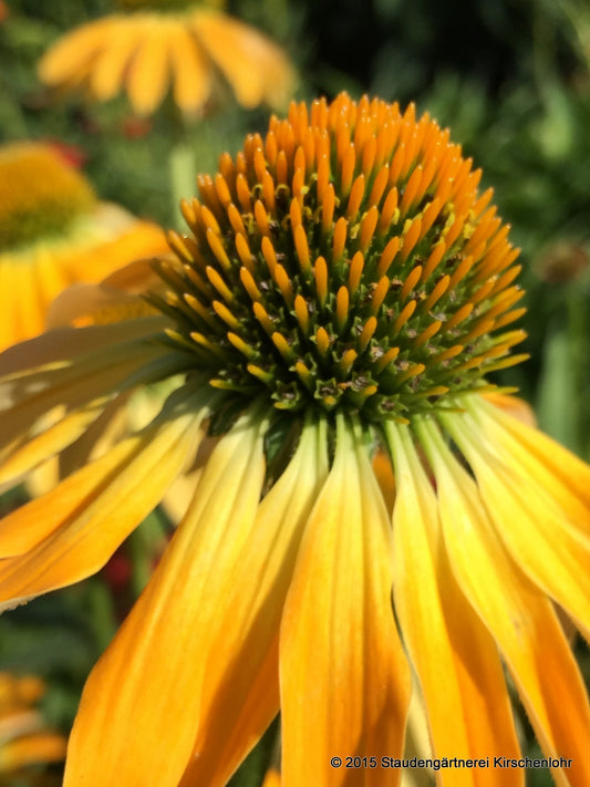 Echinacea 'Golden Skipper' ®
