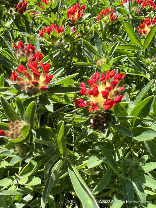 Anthyllis vulneraria subsp. coccinea