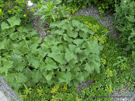 Salvia verticillata 'Purple Rain'