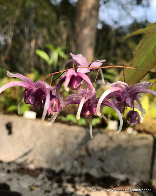 Epimedium 'Phoenix' ('Wendy Perry's')   NIS