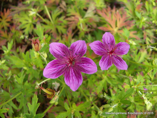 Geranium soboliferum 'Starman'