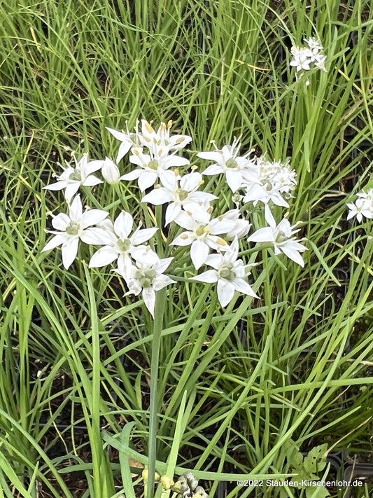 Allium tuberosum