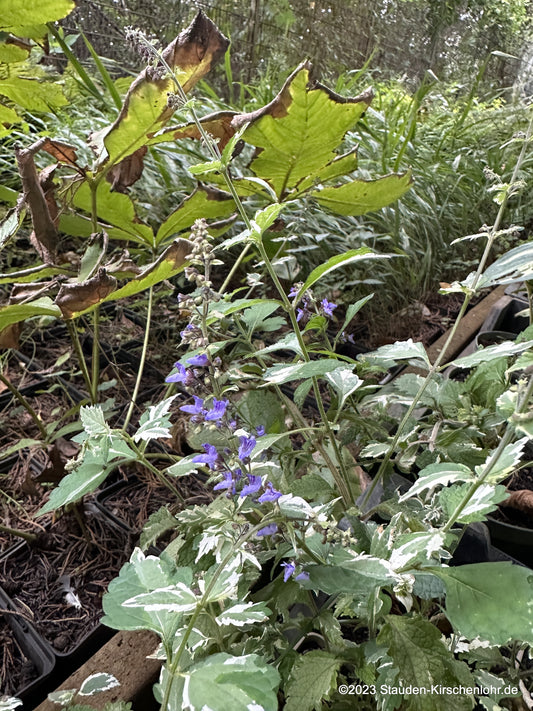 Isodon inflexus 'Penki'  NIS