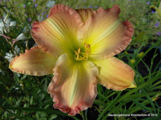 Hemerocallis 'Big Smile'