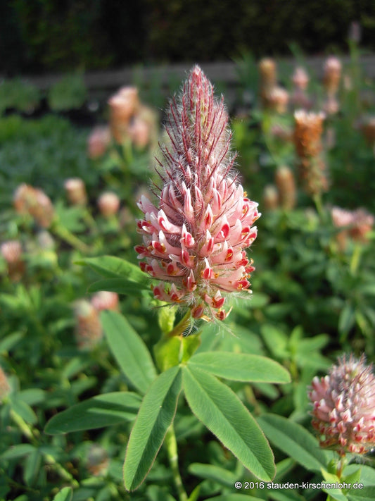 Trifolium rubens 'Peachy Pink'